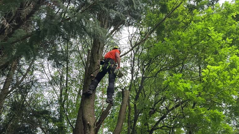  Kannapolis, NC Tree Removal Pros