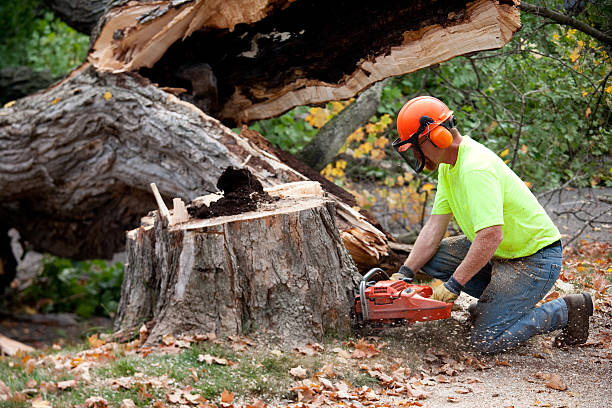 Best Fruit Tree Pruning  in Kannapolis, NC