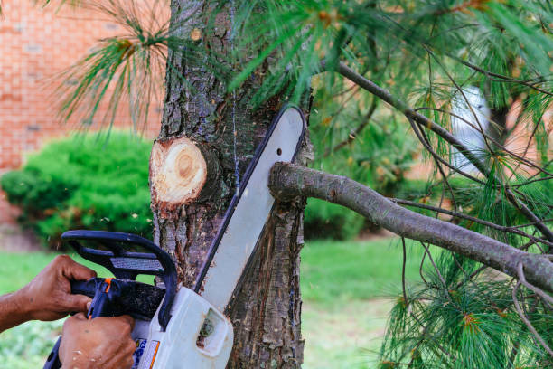 Best Weed Control  in Kannapolis, NC